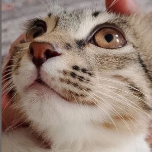 گربه 9ماهه نر