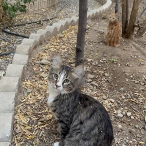 گربه خوشگل خرخری