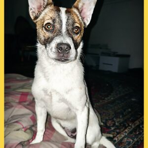 دو عدد سگ گمشده