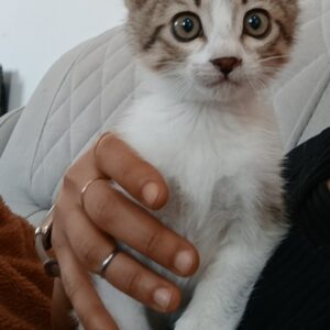 واگذاری بچه گربه