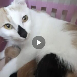 گمشده فندق گربه دماغ سیاه