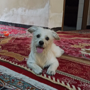 گمشده سگ پامر اشپیتز سفید