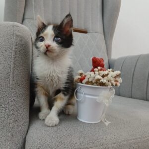 گربه ناز رایگان ۲ ماهه