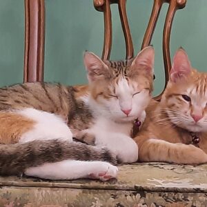 واگذاری رایگان گربه نر و ماده