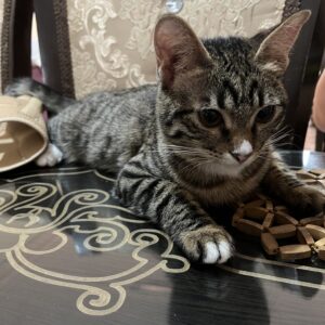 واگذاری گربه بازیگوش