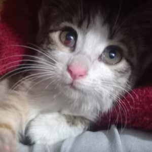 واگذاری بچه گربه
