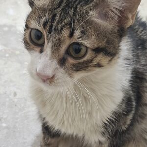 واگذاری گربه dsh ماهه 5 ماهه