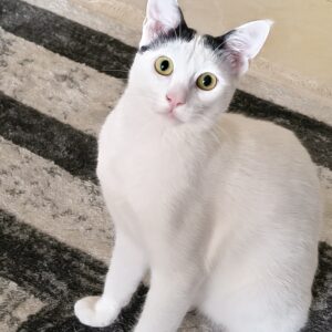 گربه ملوس و زیبا و مهربون نر