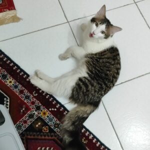 واگذاری گربه DLH