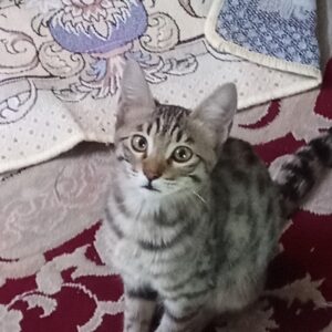 بچه گربه خاکستری