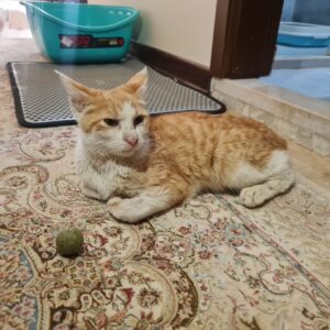 اصغر/زردآلو، واگذاری گربه DSH حمایتی، نارنجی