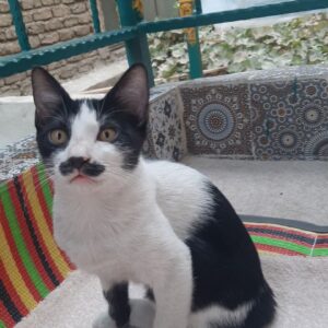 دو تا گربه ۶ ماهه کاملا خونگی و دستی