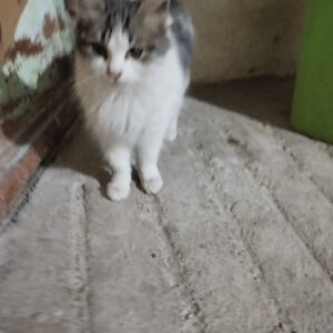 واگذاری بچه گربه ناز