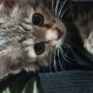 واگذاری بچه گربه مهربون