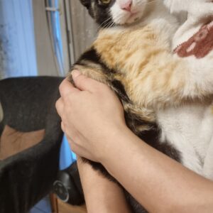 گربه DSH ماه 4 ماهه