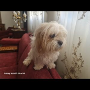گمشده در کرج کلاک پایین کوچه گلسرخ