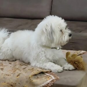 گمشده سگ شیتزو سفید