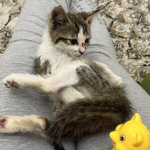 واگذاری گربه dsh ۱ ماهه
