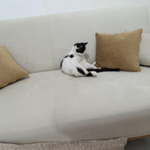 واگذاری گربهdsh ارام بقلی