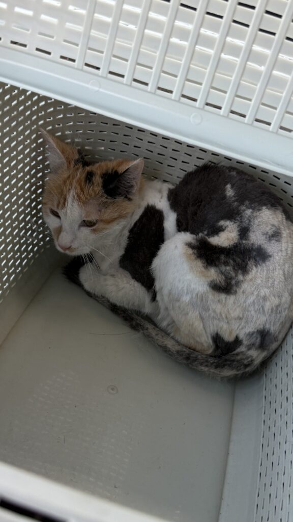 واگذاری گربه dsh ماده شش ماهه
