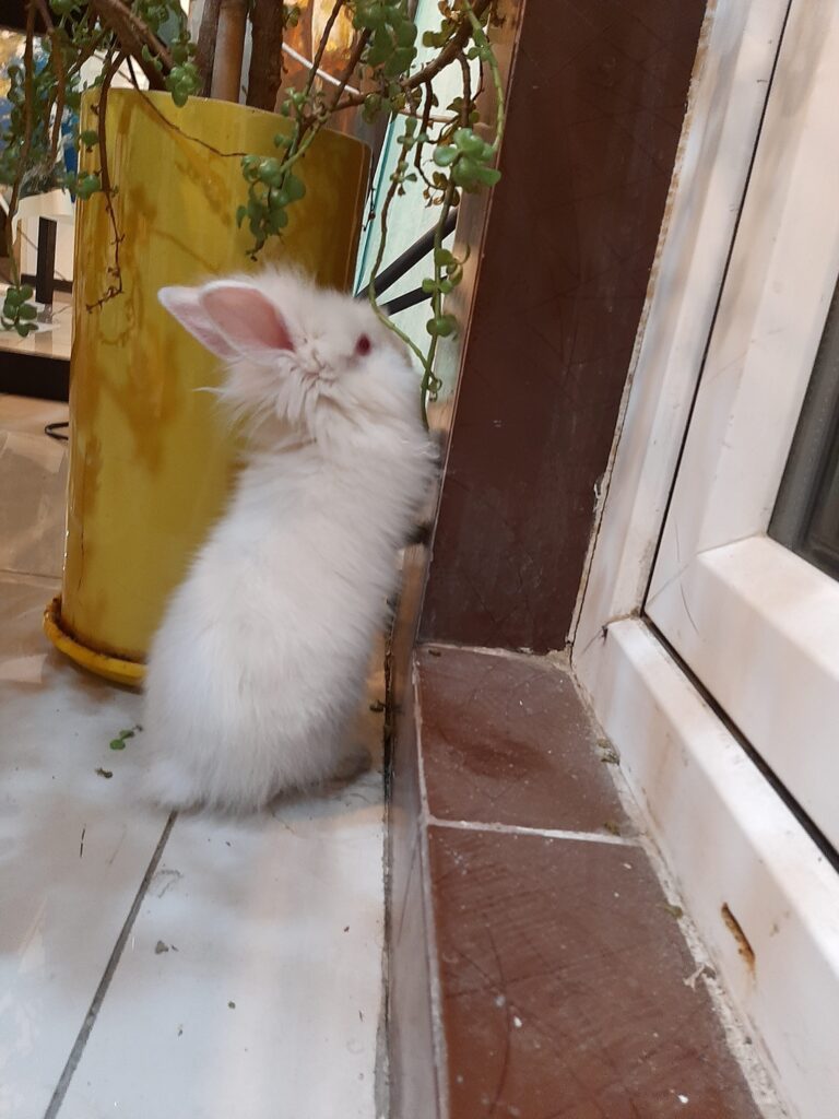 واگذاری خرگوش ماده رایگان