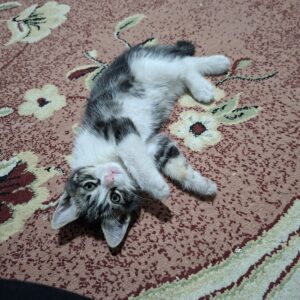 بچه گربه کوچولو 2 ماهه نر