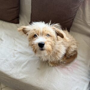 واگذاری سگ پاه کوتاه با همه وسایل