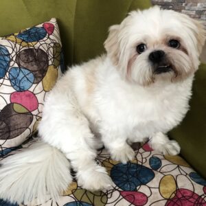 واگذاری شیتزو 11 ساله