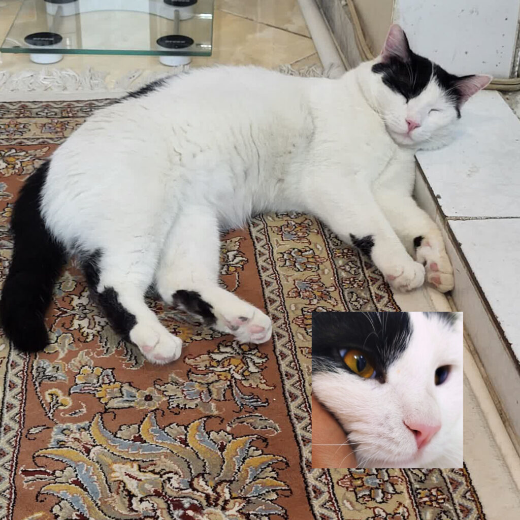 واگذاری گربه نر یک ساله