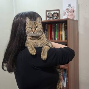 گربه کاملا خانگی مهربان نژاد DSH