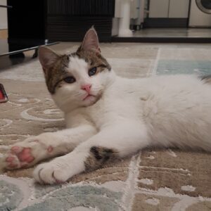 واگذاری یک فرشته کم بینا