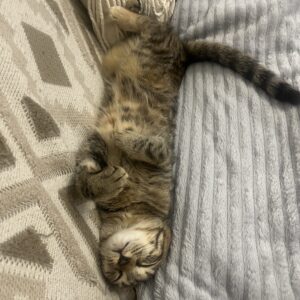 واگذاری گربه 4 ماهه DSH ماده