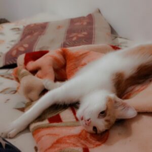 گربه خانگی گمشده به اسم نبات