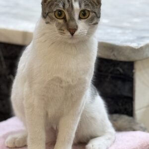 کوچولو به دنبال خانواده