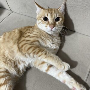 واگذاری گربه نارنجی نر 7 ماهه