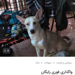 واگذاری چندتا سگ مهربون