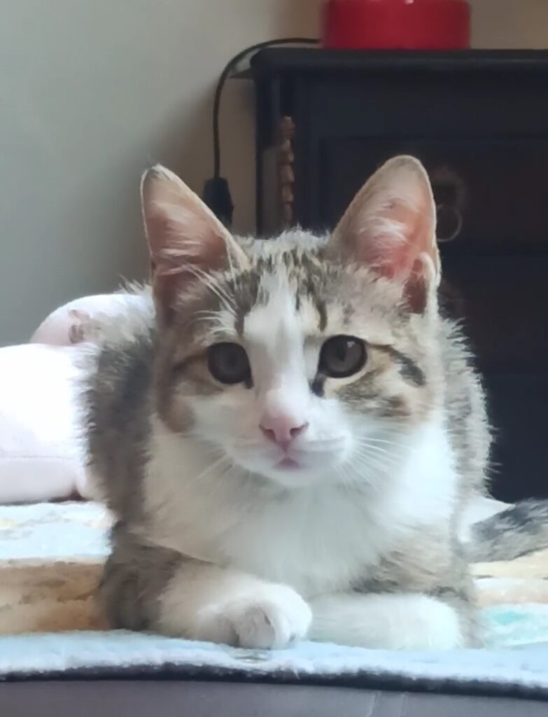 واگذاری گربه DSH نر پنج ماهه