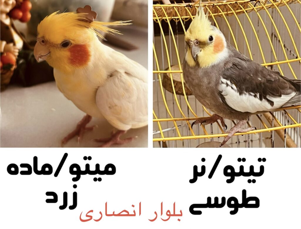 دو عروس هلندی نر طوسی و ماده زرد در بلوار انصاری رشت گمشده