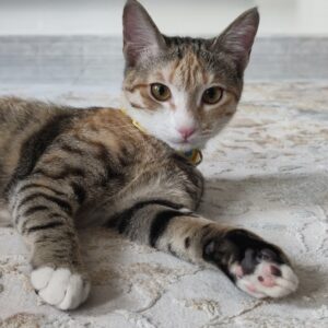 بچه گربه ماده دی اس اچ 7 ماهه