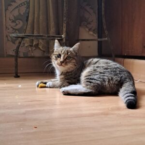 واگذاری رایگان گیلاس کوچولو