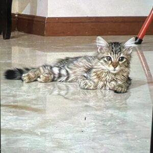 گربه دی ال اچ 5 ماهه ماده