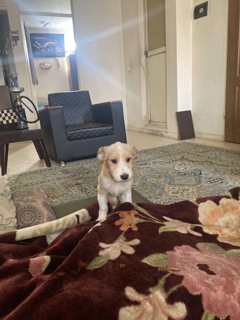 واگذاری سگ رایگان 4 ماهه ماده