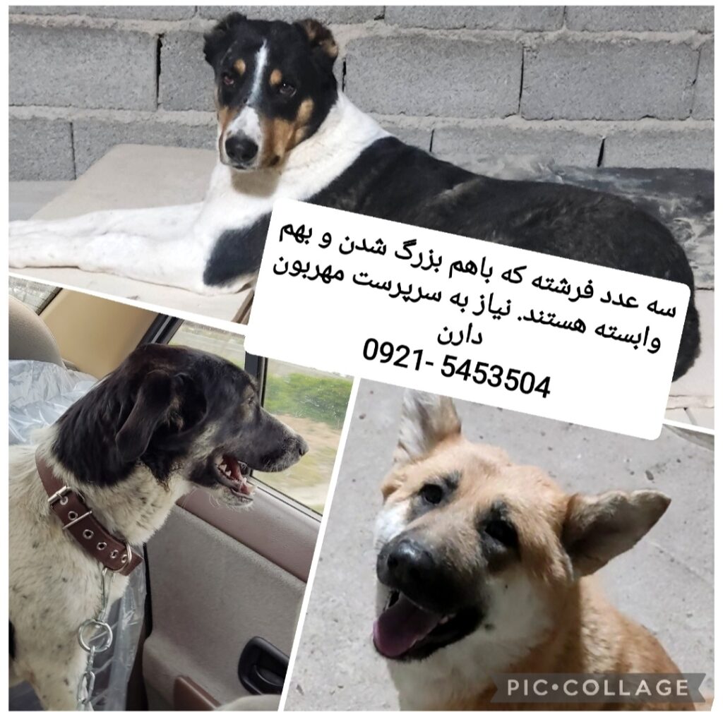 سرپرست برای سه عدد فرشته