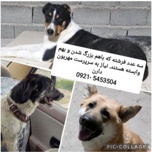 سرپرست برای سه عدد فرشته