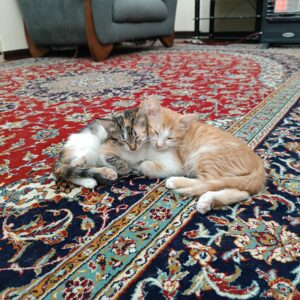 بچه گربه 2 ماهه نارنجی و کالیکو