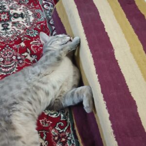 گمشده گربه dsh طوسی