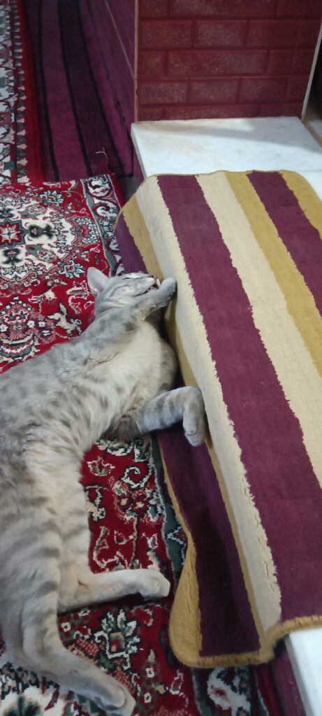 گمشده گربه dsh طوسی