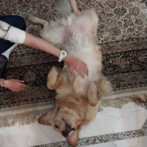 گلدن رتریور نر 8 ماهه