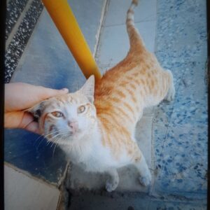 واگذاری گربه نره خیابانی
