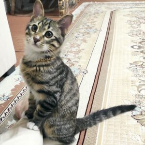 واگذاری گربه نر ۶ ماه واکسن کامل